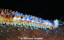 colori stellari by Salvatore Ianniello 